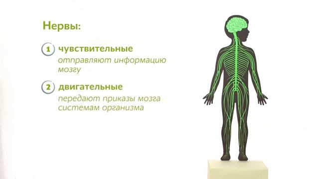 19. Нервная система . Окружающий мир - 3 класс смотреть онлайн
