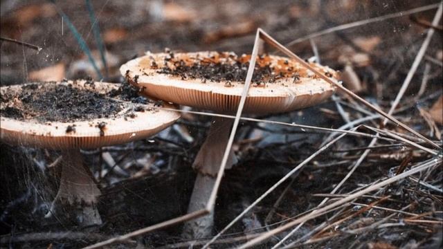 Грибы 2013г смотреть онлайн