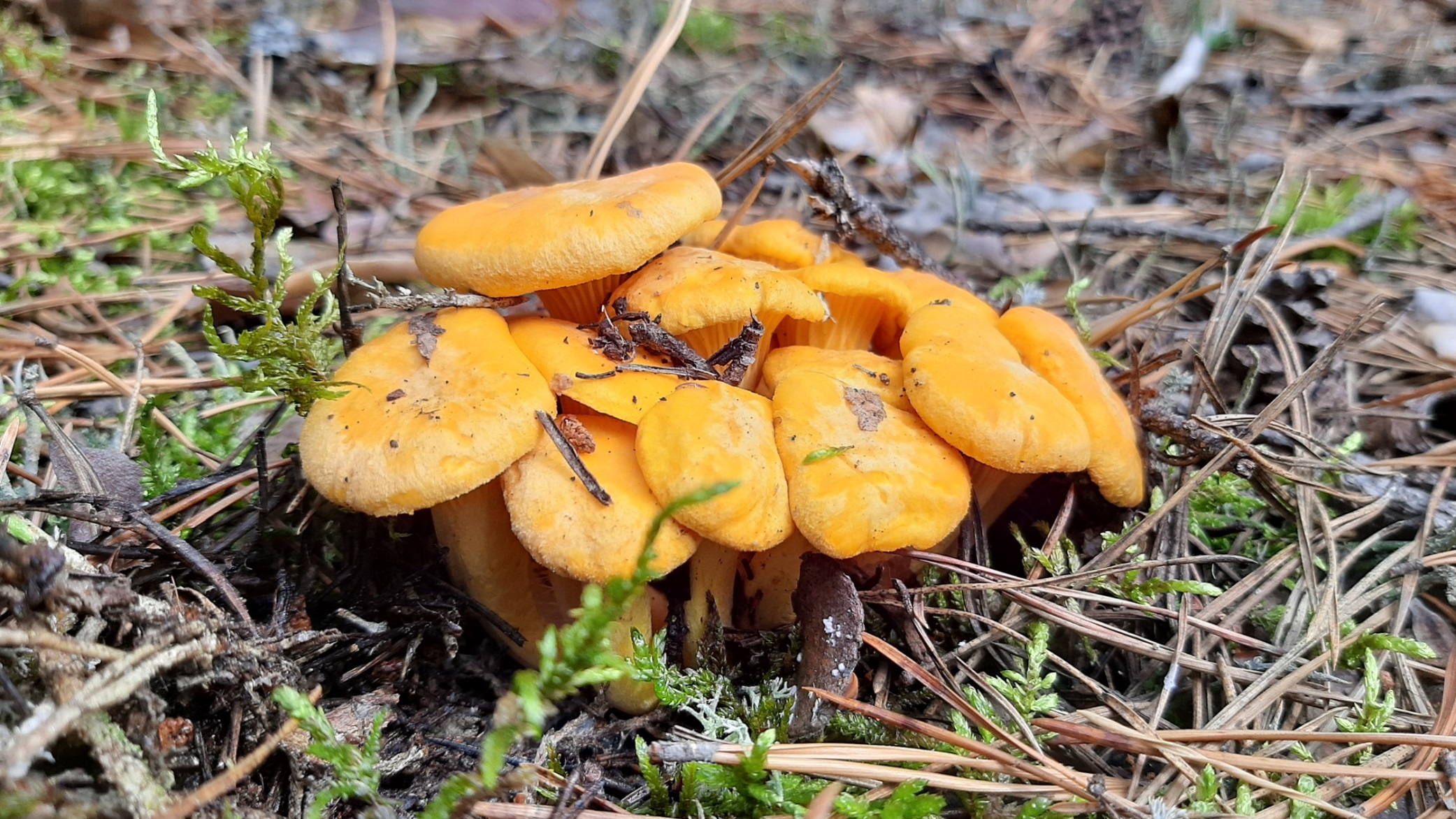 Грибы ЛИСИЧКИ. Июльские грибы и ЧЕРНИКА. Грибы в 2022 году смотреть онлайн