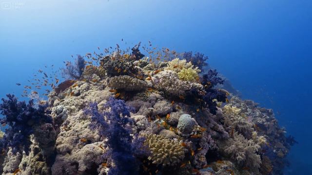 Ocean 4K - Sea Animals for Relaxation, Beautiful Coral Reef Fish in Aquarium (4K Video Ultra HD) смотреть онлайн