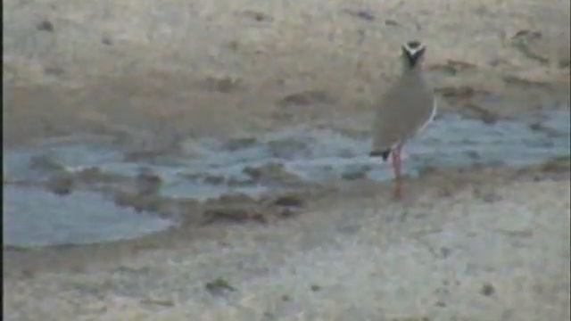 Crowned Lapwing 03 29 07 1540CAT смотреть онлайн