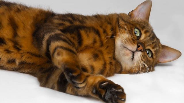 Мяуканье кошки (Звук игривого мяуканья в высоком качестве) | (3 Секунды)