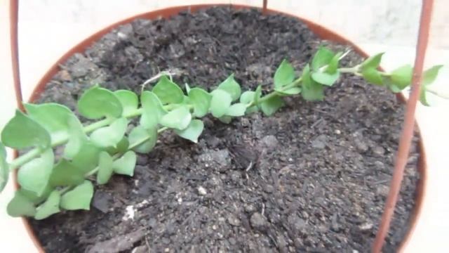 #Suculentadodia! | Dischidia Ruscifolia