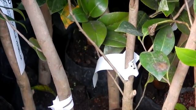 Mondini Plantas: Como Cultivar Camelia смотреть онлайн