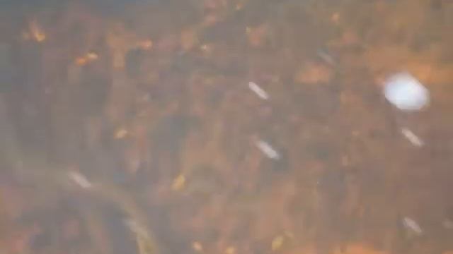 minog strumieniowy (Lampetra planeri) na tarle - tarlak rzeka turka 2.MPG смотреть онлайн