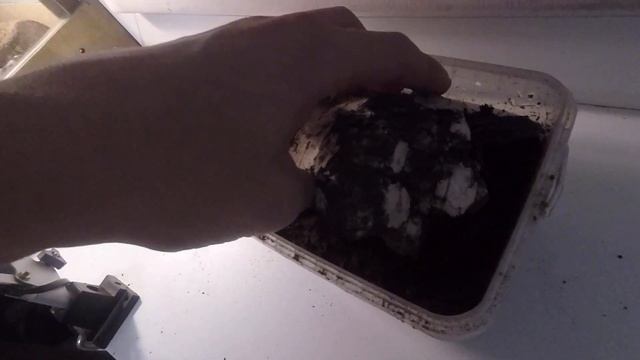 Укладываю ящерок в спячку