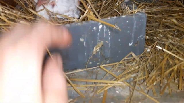 Иранские бойные голуби. Головатые. Первая четверка на полу смотреть онлайн
