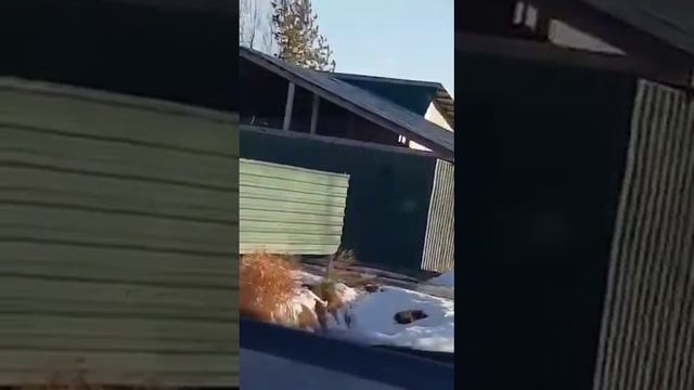 Осторожно! Медведь-шатун! Встреча с таким зверем может стать последней. А для кого, понятно?