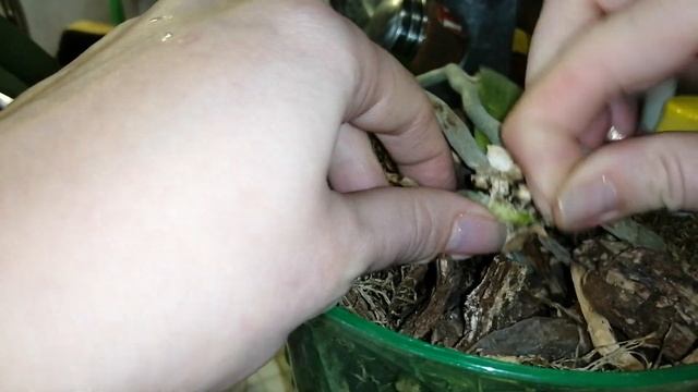 Как отделить детку от материнского растения. смотреть онлайн