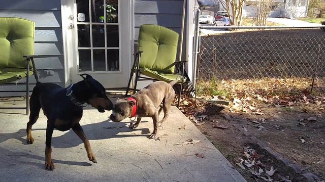 Doberman /diesel My Doberman Vs Pitbull /Achille