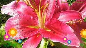 Лилия восточная Кобра. Краткий обзор, описание характеристик, где купить луковицы lilium Cobra