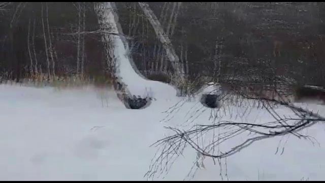 Tibetan mastiff. Тибетские мастифы "Белого Лекаря" в лесу на прогулке. http://beliy-lekar.ru смотреть онлайн