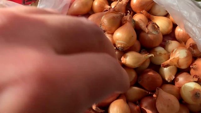 Лук под зиму | Когда и Как посадить лук под зиму? смотреть онлайн