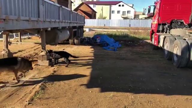 Восточноевропейская овчарка Дивная Ночная Роза 3,5 месяца