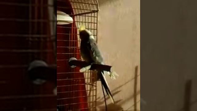 Монтана от Робина