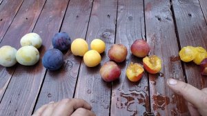 Обзор семи сортов слив. Моя дегустационная оценка сортам. Вырщено в Подмосковье.