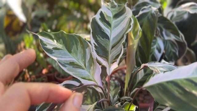 Tudo que  você precisa saber ANTES de comprar MARANTA  WHITE FUSIUN