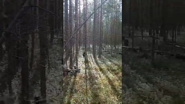 АСМР/ПОХОД ЗА ГРИБАМИ/СТРАННЫЙ МУЖИК/ПОТЕРЯЛАСЬ В ЛЕСУ смотреть онлайн