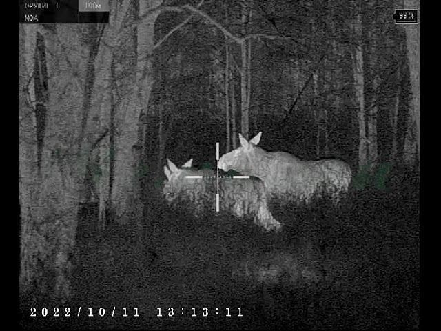 Лоси нагло прошли мимо охотника смотреть онлайн