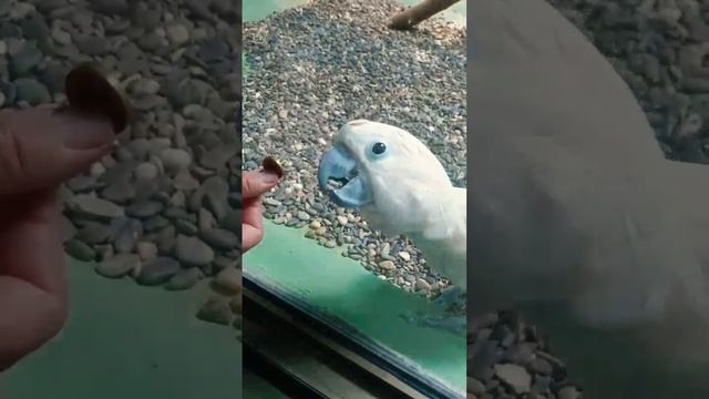 ?Молуккский Какаду пытался обменять монетки на камешки смотреть онлайн