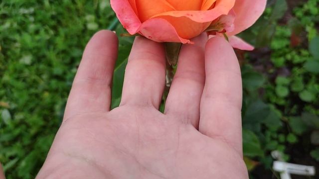 Розы в Подмосковье. Carpe Diem vs. Morning Sun. Пересорт опознан. смотреть онлайн