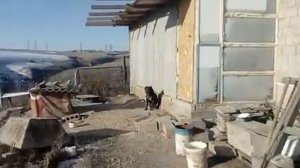 Дебикирование клюва у кур Своими руками, и немного о моей птице