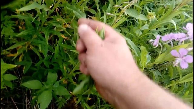 ?? Сбор Иван-чая. ?? Как правильно собирать лист и цвет иван-чая смотреть онлайн