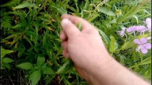 ?? Сбор Иван-чая. ?? Как правильно собирать лист и цвет иван-чая