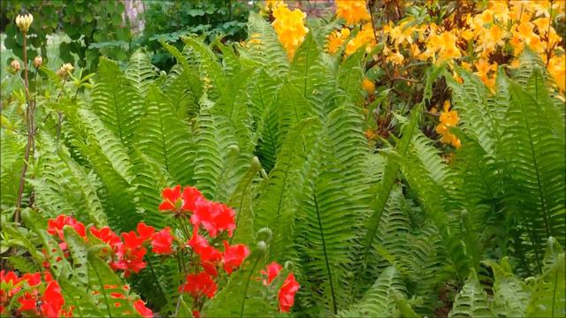 Flores de maio.wmv смотреть онлайн