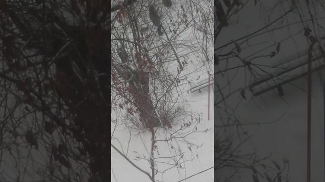 Старый. Воронеж.История дома. смотреть онлайн