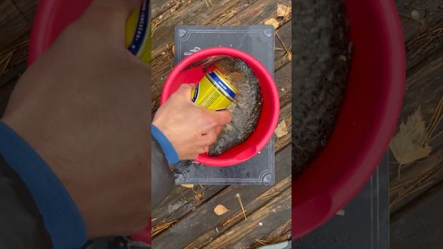 Как вкусно приготовить карпа! смотреть онлайн