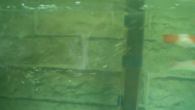 DSCF4905.AVI - МЕЧЕНОСЕЦ КОИ КОХАКУ /САНТА КЛАУС/