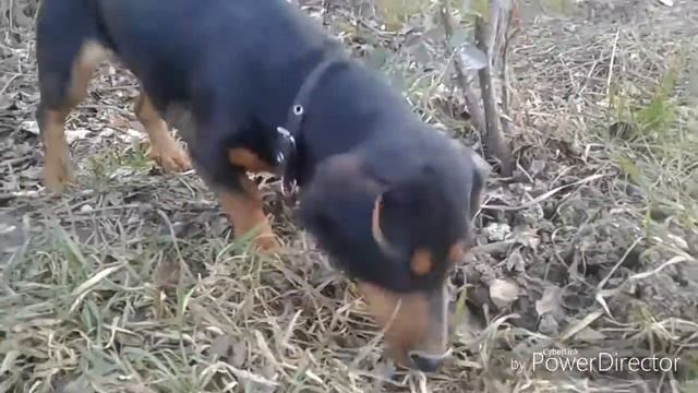 Все о породе Такса!!! Предки таксы терьеры??? На кого охотится такса?