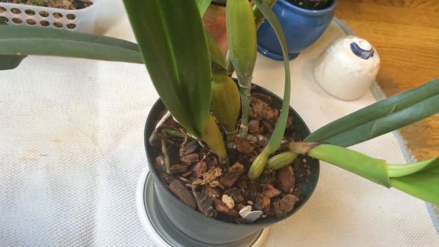 October 2015 Orchid Update смотреть онлайн