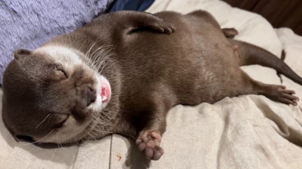 となりで彼氏ヅラして寝るカワウソが怖すぎる　Otter Lying in Bed Like a Human.mp4