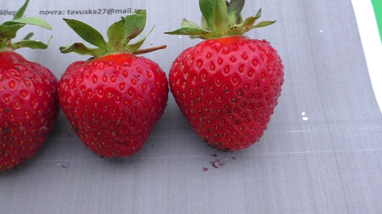 МАГНУС позднеспелый сорт клубники