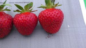 МАГНУС позднеспелый сорт клубники