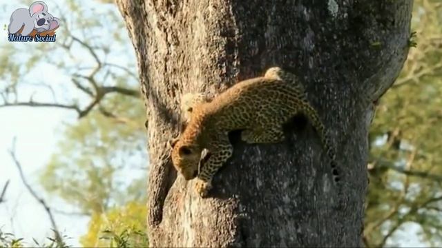 Today's leopard cub eats until its stomach is fat смотреть онлайн