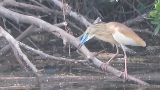 2018 25 07 НАША ГОСТЬЯ ЖЁЛТАЯ ЦАПЛЯ смотреть онлайн