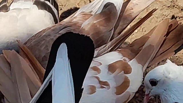 племеные голуби на выгуле🕊 смотреть онлайн