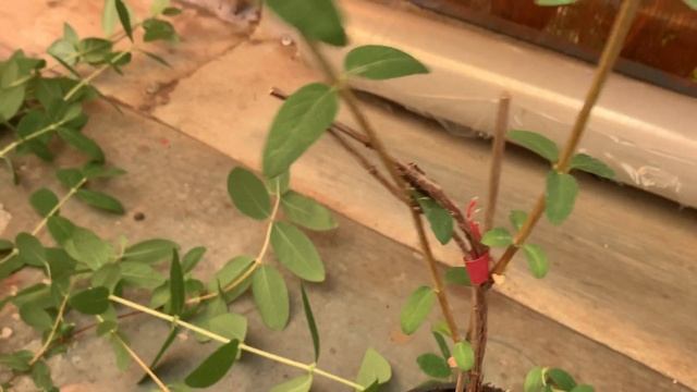 Формирующая обрезка саженцев жимолости. Сорт Голубое сокровище. 11.06.23 смотреть онлайн