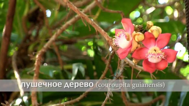 пушечное дерево