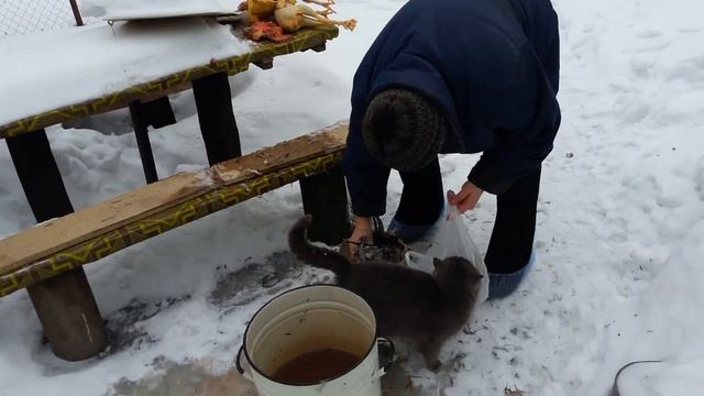 ДЕРЕВНЯ матушка. Заготовка мяса птицы. Разделка курицы смотреть онлайн