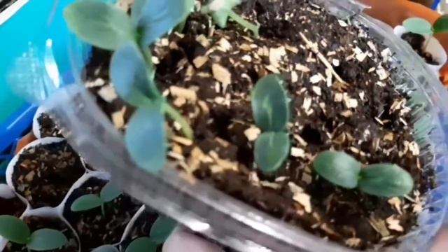 Секрет удачной рассады огурцов. смотреть онлайн