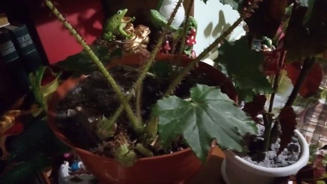 Комнатные цветы Бегонии забытые Размножение бегоний смотреть онлайн