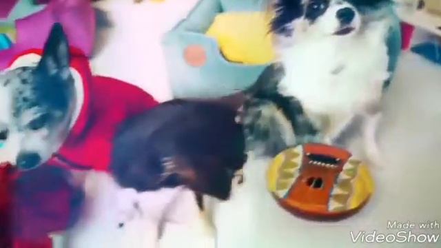Чихуахуа Эйван 😍🐕 смотреть онлайн