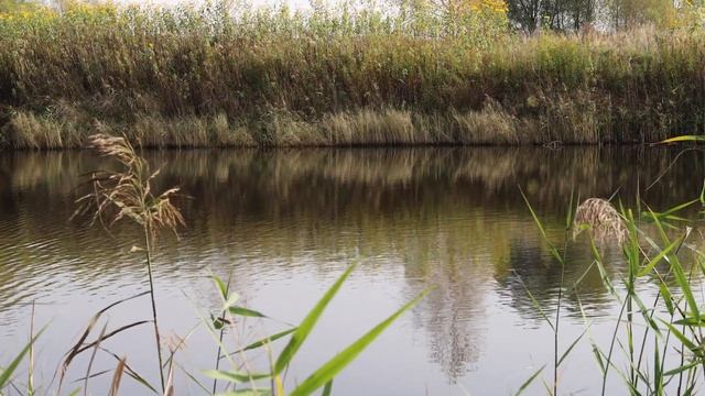 Звуки природы и стройки / белый шум звуки города для сна / пруд / Москворецкий дендропарк смотреть онлайн
