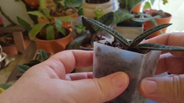 Пафиопедилумы от Happy orchids(3 недели адаптации)?и Швеции смотреть онлайн