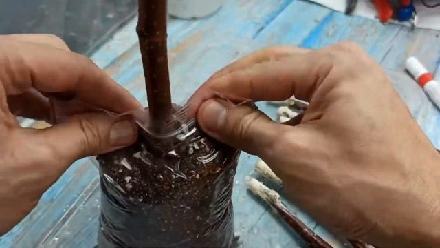 Шелковица Россия. Интенсивное садоводство вместе с Растущая Таврида смотреть онлайн