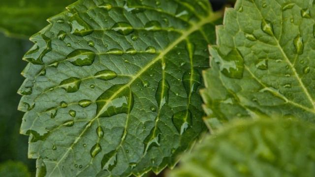 Зелёный. Сила и красота природы, капли дождя на зелёных листьях. смотреть онлайн